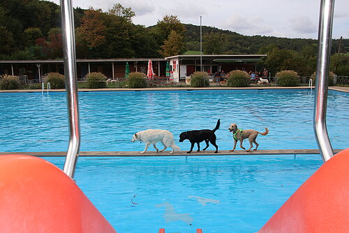 Hundeschwimmen Freibad