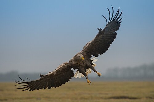 Seeadler (Haliaeetus albicilla) im Hortobágy-Nationalpark westlich von Debrecen (Ost-Ungarn)