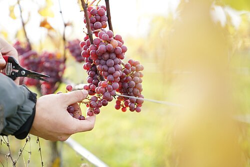 Lese am Bleimer Schloss Traubenschnitt