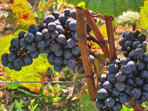 Dunkelblaue Trauben hängen an einem Weinstock mit grünen Blättern im Sonnenlicht.