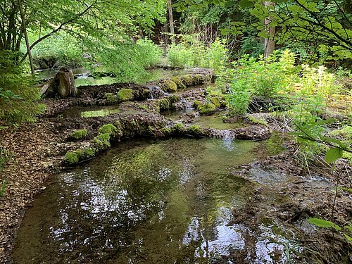 Flacher Waldfluss mit moosbedeckten Steinen und grünem Pflanzenbewuchs im Sommerlicht.