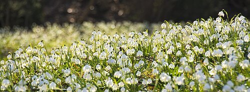Märzenbecher Wiese mit zahlreichen weißen Frühlingsblumen und grünem Gras bei Sonnenlicht im Freien.